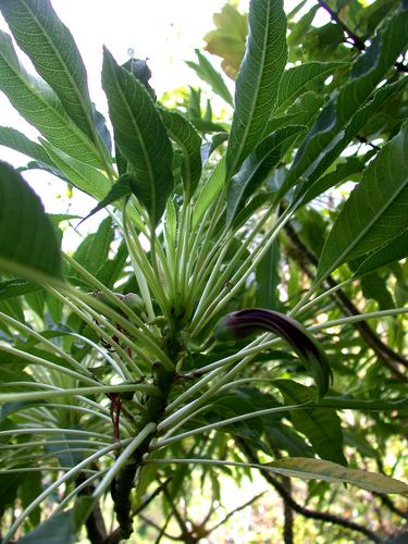 Clermontia pallida observed 2003-09-18