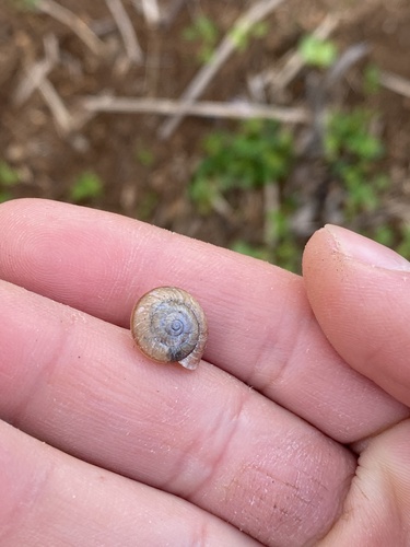 Bradybaena similaris observed 2023-02-27