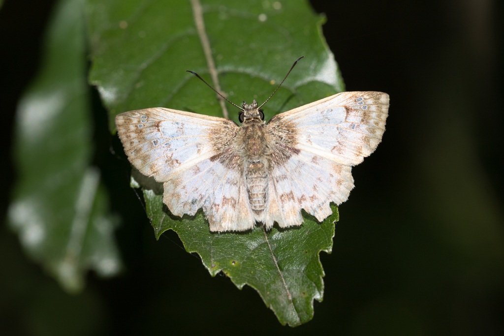 Hoary Skipper
