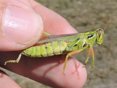 Hesperotettix viridis