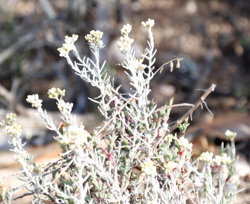 Image of Helichrysum rosum by (c) Tony Rebelo, some rights reserved (CC BY-SA)