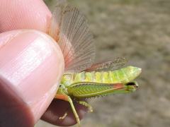 Hesperotettix viridis