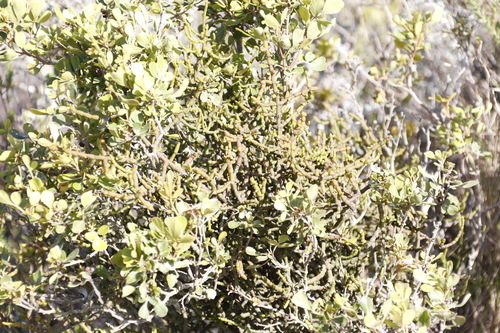 Hooley Mistletoe (Viscum hoolei)
