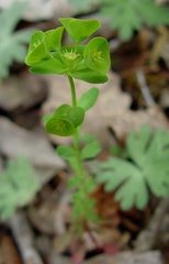 Euphorbia commutata