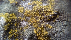 Fungi