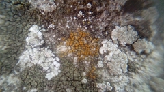 Fungi