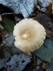 Lactarius subplinthogalus