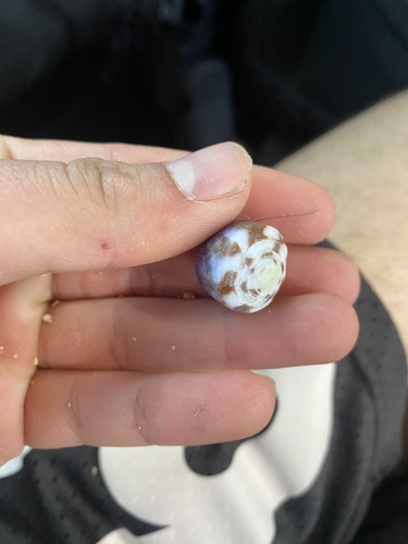 Conus rattus observed 2023-02-26