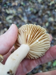 Lactarius subplinthogalus