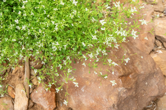Paulaya's polycarpaea (Polycarpaea paulayana)