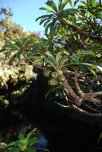 Clermontia tuberculata, 2013-08-22