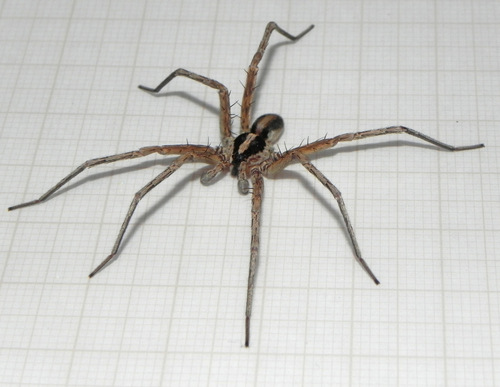 Xenoctenus vittatus