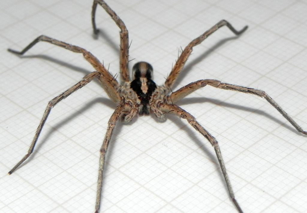 Xenoctenus vittatus