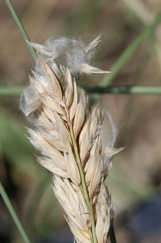 Poa bergii
