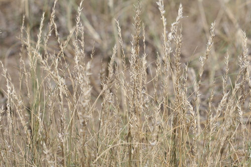 Poa schizantha