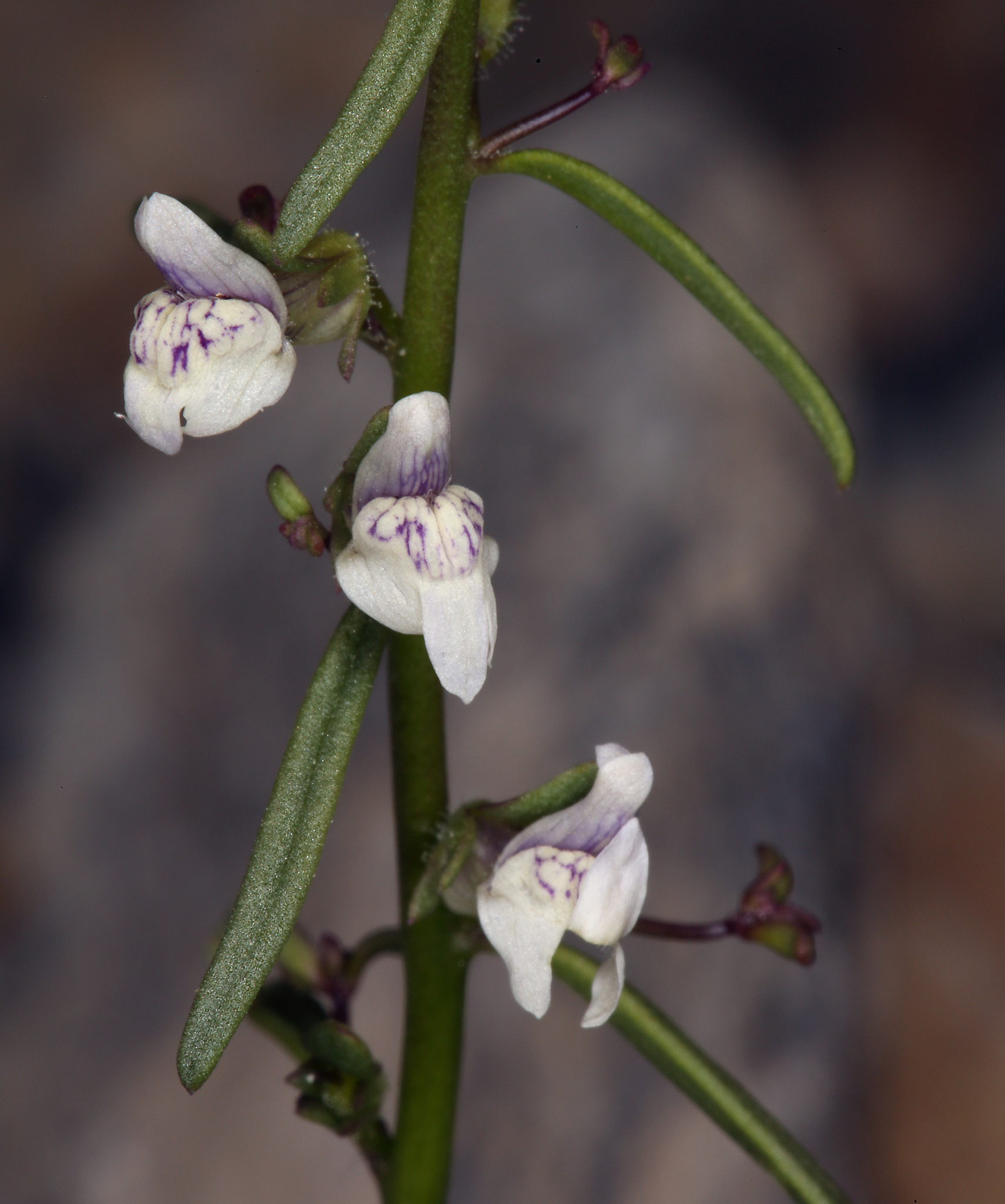 Sairocarpus