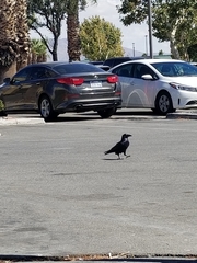 Corvus corax