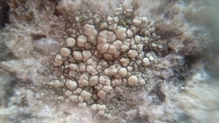 Fungi