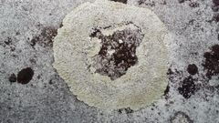 Fungi