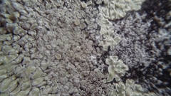 Fungi