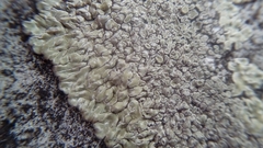 Fungi