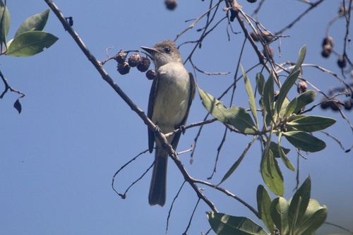 Dusky-capped Flycatcher (Myiarchus tuberculifer)