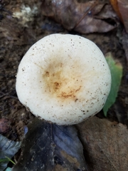 Lactifluus glaucescens