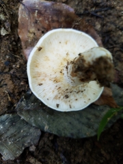 Lactifluus glaucescens