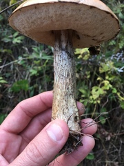 Leccinum vulpinum