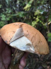 Leccinum vulpinum