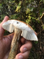 Leccinum vulpinum