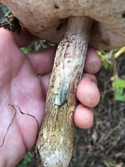 Leccinum vulpinum