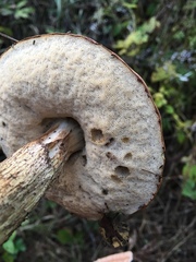 Leccinum vulpinum