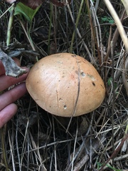 Leccinum vulpinum