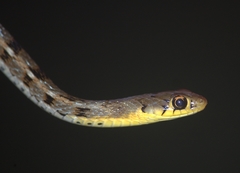 Amphiesma stolatum