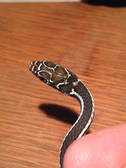 Masticophis taeniatus girardi