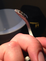 Masticophis taeniatus girardi