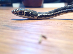 Masticophis taeniatus girardi