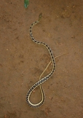 Amphiesma stolatum