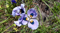 Moraea villosa