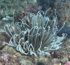 Cerianthus membranaceus