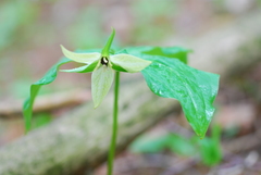 Trillium erectum erectum