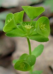 Euphorbia commutata