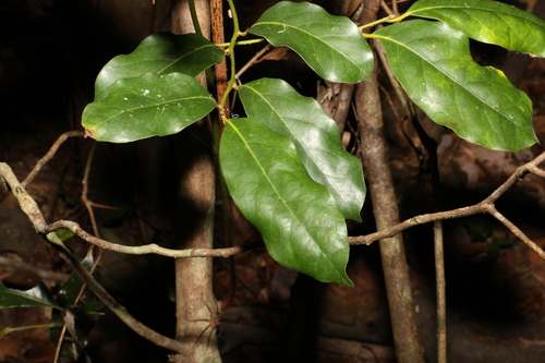 Image of Cryptocarya macdonaldii by (c) Greg Tasney, some rights reserved (CC BY-SA)