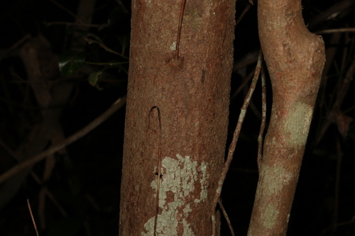 Image of Cryptocarya macdonaldii by (c) Greg Tasney, some rights reserved (CC BY-SA)