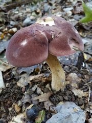 Tylopilus rubrobrunneus image