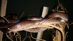 Lycodon travancoricus