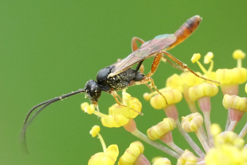 Cymodusa distincta