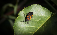 Lygaeus kalmii angustomarginatus