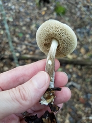 Leccinellum albellum